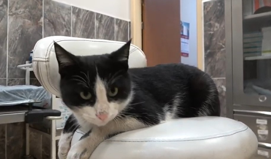 Котка със счупен крак в Турция сама намери пътя до